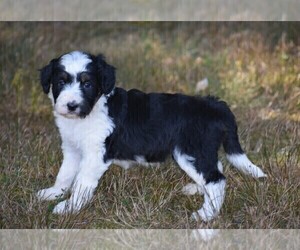 Aussiedoodle Puppy for sale in NEW MARKET, TN, USA