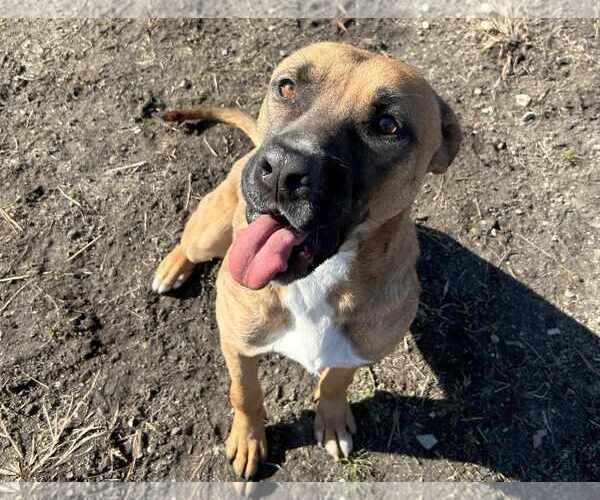 Medium Photo #7 Black Mouth Cur-Unknown Mix Puppy For Sale in Anniston, AL, USA