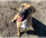 Small #6 Black Mouth Cur Mix