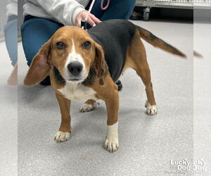 Beagle-Unknown Mix Dogs for adoption in Washington, DC, USA