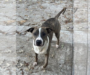 Jimmy - Louisiana Litter - Male Mutt Dog for Adoption - Photo #9
