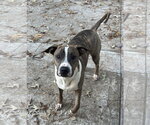 Small #8 Mutt