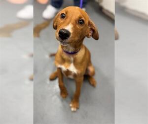 Mutt Dogs for adoption in Peoria, IL, USA