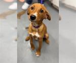 Small Mutt