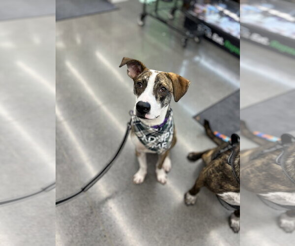 Medium Photo #7 Mutt Puppy For Sale in Minneapolis, MN, USA