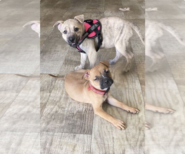 Medium Photo #1 Boxer-Unknown Mix Puppy For Sale in San Diego, CA, USA