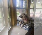 Small #5 Great Pyrenees Mix