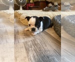 Small #6 Boston Terrier
