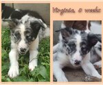 Puppy Virginia Border Collie