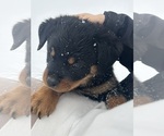 Small #20 Rottweiler