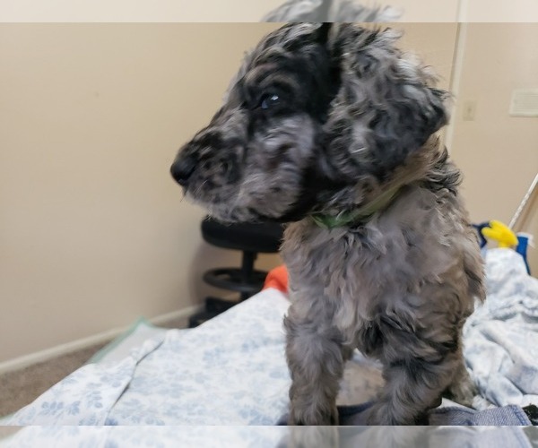 Medium Photo #10 Labradoodle Puppy For Sale in SAN ANTONIO, TX, USA