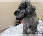 Small Photo #10 Labradoodle Puppy For Sale in SAN ANTONIO, TX, USA