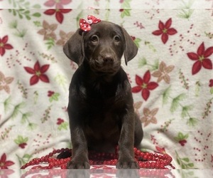 Labrador Retriever Puppy for sale in CEDAR LANE, PA, USA