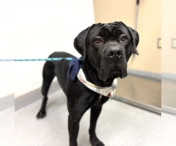 Medium Photo #2 Mutt Puppy For Sale in Rancho Cucamonga, CA, USA