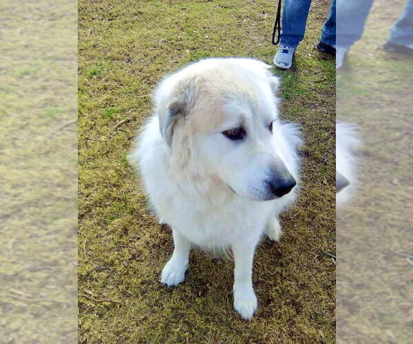 Medium Photo #3 Great Pyrenees Puppy For Sale in Spring, TX, USA