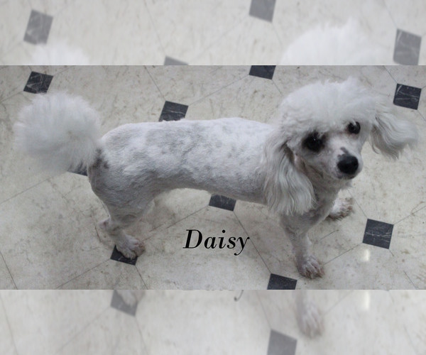 Medium Photo #29 Poodle (Toy) Puppy For Sale in CHANUTE, KS, USA