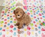Small #8 Cock-A-Poo-Poodle (Miniature) Mix