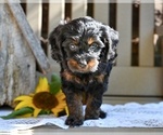 Small #3 Cavapoo
