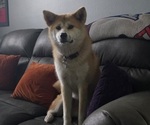 Small Photo #1 Akita Puppy For Sale in EDGEWATER, FL, USA