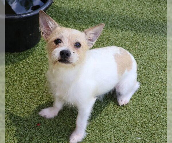 Medium Photo #2 Cairn Terrier-Unknown Mix Puppy For Sale in Rockaway, NJ, USA
