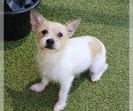 Small #1 Cairn Terrier Mix