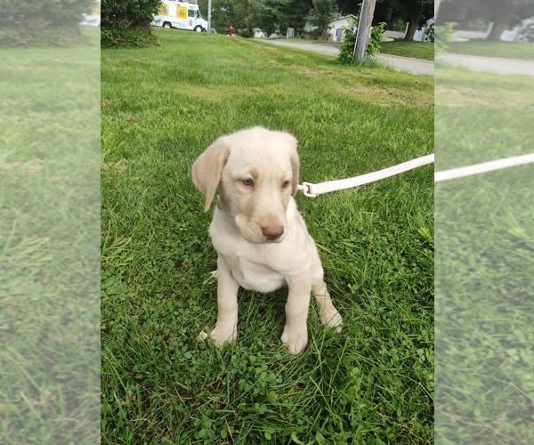 Medium Photo #1 Labrador Retriever Puppy For Sale in DODGEVILLE, WI, USA