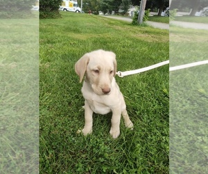 Labrador Retriever Puppy for sale in DODGEVILLE, WI, USA