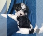 Small Photo #15 Morkie Puppy For Sale in HOLLAND, MI, USA