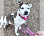 Lucy - Female Mutt Dog for Adoption - Small photo