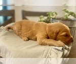 Puppy Orange Girl Golden Retriever