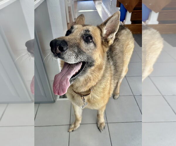 Medium Photo #3 German Shepherd Dog-Unknown Mix Puppy For Sale in Aurora, CO, USA