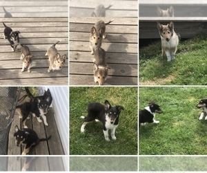 Collie Puppy for sale in RIVESVILLE, WV, USA