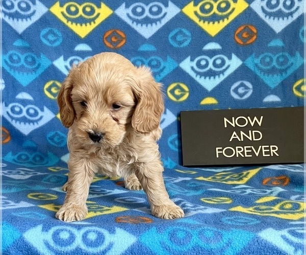 Medium Photo #3 Goldendoodle (Miniature) Puppy For Sale in MOUNT PLEASANT, MI, USA