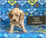 Small Photo #3 Goldendoodle (Miniature) Puppy For Sale in MOUNT PLEASANT, MI, USA