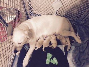 Mother of the Golden Retriever puppies born on 09/24/2017