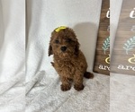 Small #3 Goldendoodle (Miniature)