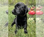 Small #6 Labrador Retriever