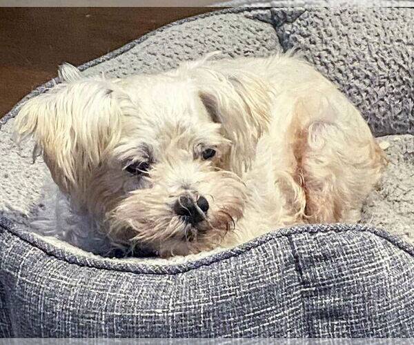 Medium Photo #2 Poodle (Miniature)-Unknown Mix Puppy For Sale in Corona, CA, USA