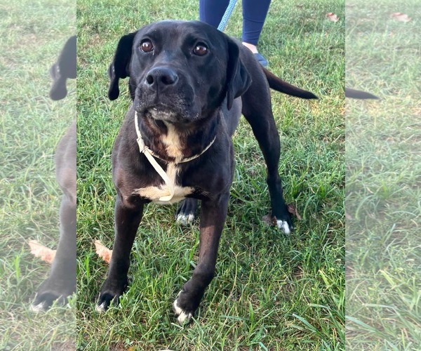 Medium Photo #2 Labrador Retriever-Unknown Mix Puppy For Sale in Rustburg, VA, USA