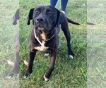 Small #1 Labrador Retriever Mix