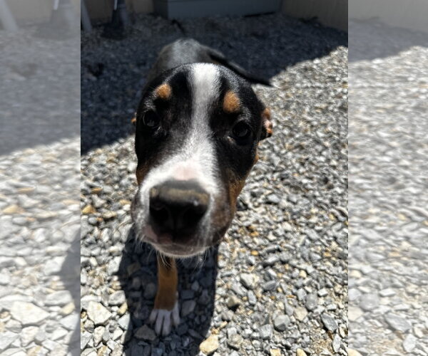 Medium Photo #3 Staffordshire Bull Terrier-Unknown Mix Puppy For Sale in Corning, AR, USA