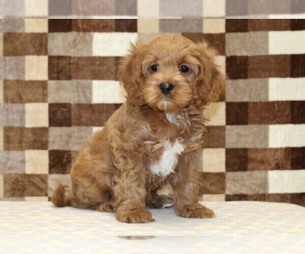 Medium Photo #3 Cavapoo (Miniature) Puppy For Sale in DENVER, PA, USA