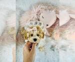 Small #5 Cavapoo (Toy)