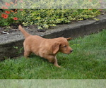 Small Photo #11 Golden Retriever Puppy For Sale in GREENWOOD, WI, USA