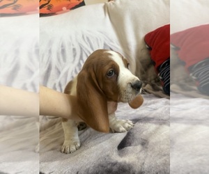 Basset Hound Puppy for sale in VERNON ROCKVILLE, CT, USA