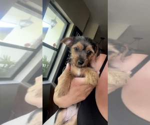 Mutt Puppy for sale in LABELLE, FL, USA