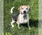 Small #7 Beagle