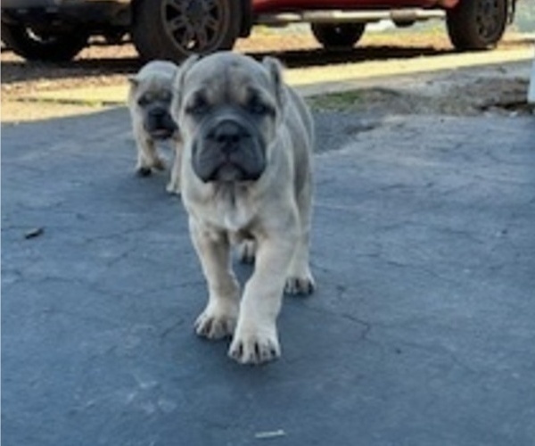 Medium Photo #46 Cane Corso Puppy For Sale in OCEANSIDE, CA, USA