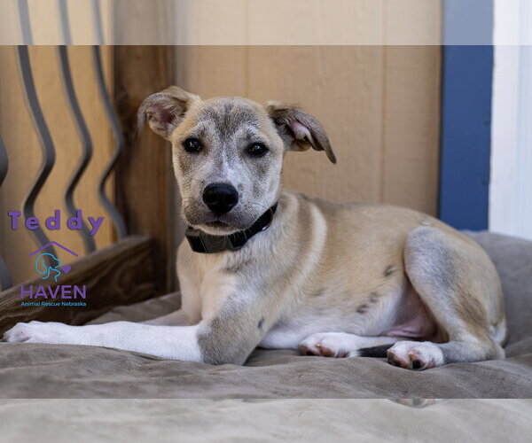 Medium Photo #4 Labrador Retriever-Unknown Mix Puppy For Sale in Omaha, NE, USA