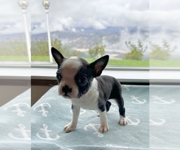 Medium Photo #11 Boston Terrier Puppy For Sale in OROVILLE, CA, USA